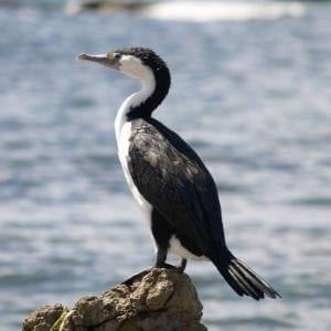 Pied Shag